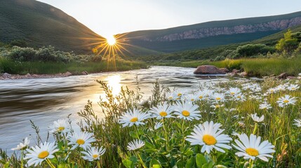 Sunburst Over Mountain River with Daisies in Foreground, Serene Landscape