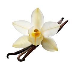 a white vanilla flower with a sticks isolated on white background.