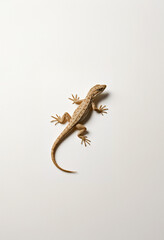Fototapeta premium 도마뱀, 파충류, 시선, 집중, 사냥, 도망, 위험 감지, 꼬리 자르기, 작다