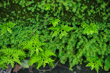 Lush Green Ferns and Moss at Nang Rong Waterfall in Nakhon Nayok