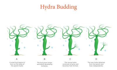 Hydra Asexual Reproduction Four Step Guide