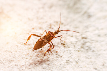 Invasive bug from North America in Europe