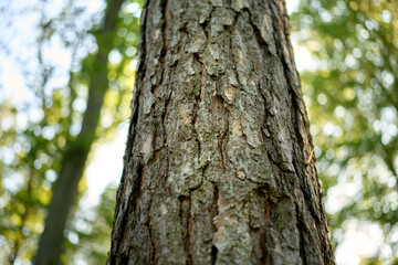 Obraz premium Pine tree bark texture in green forest