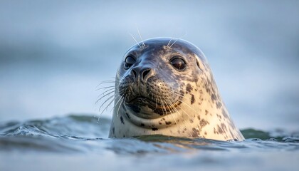 Fototapeta premium Seal's head above water