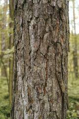 Sunlit forest pine tree bark close up