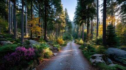 Naklejka premium Autumn Forest Path with Sunlight Streaming Through Tall Trees Gravel Road and Purple Heather Blooms