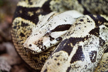 Portrait of a boa. Snake close-up.
