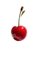 Single, glossy red cherry on stem against black background
