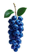 A cluster of plump, deep-blue blueberries, attached to a stem with vibrant green leaves, presented against a stark black background