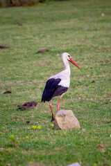 Stork separated from the flock. A stork taking a break during its autumn migration. Bird, animal idea concept. Ornithology. Wildlife. 