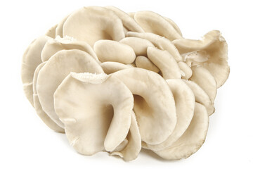 Fresh White Oyster Mushrooms on White Background - Delicious Edible Fungi for Cooking