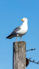 Obraz premium Seagull perched on a weathered post against a clear blue sky