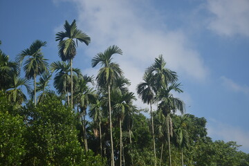 Obraz premium Coconut and betel nut trees with green village garden, tropical plants, pond water, pumpkin vegetables, flowers, leaves, and natural rural countryside scenery.