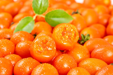 Fresh Orange Cherry Tomatoes with Basil Leaves and Water Drops