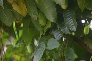 Coconut and betel nut trees with green village garden, tropical plants, pond water, pumpkin vegetables, flowers, leaves, and natural rural countryside scenery.