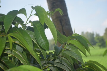 Coconut and betel nut trees with green village garden, tropical plants, pond water, pumpkin vegetables, flowers, leaves, and natural rural countryside scenery.