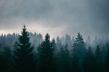 A dark clouds over foggy spruce forest on a mountain hill in the Carpathian mountains. Ukraine.
