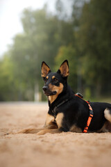 Lying portrait of young big dog without breed in black and orange dog harness in sand beach near green nature park. morning walk