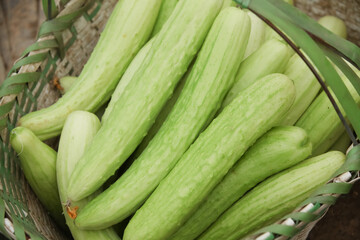 Fresh Green Cucumbers in Wicker Basket - Organic Vegetable Harvest from Greenhouse Garden