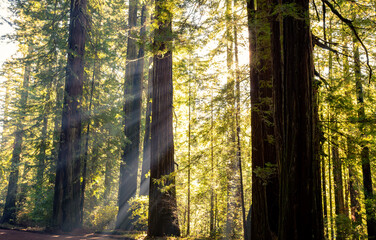 Illumination of the Redwoods, Avenue of the Giants, Redwood National and State Parks