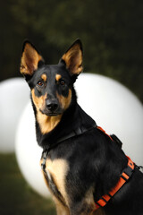 Portrait of young big dog without breed in black and orange dog harness in green nature park with big white lanterns. morning walk