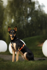 Portrait of young big dog without breed in black and orange dog harness in green nature park with big white lanterns. morning walk