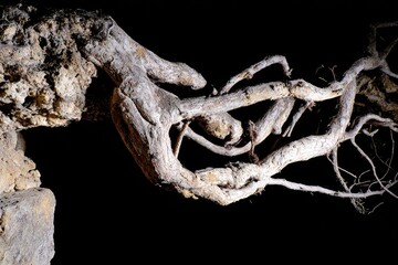 Twisted, gnarled tree roots against a dark backdrop