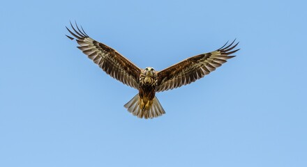 Fototapeta premium Majestic raptor soaring gracefully against a clear blue sky, wings spread wide.