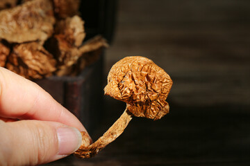 Hand Holding Dried Morel Mushroom - Premium Edible Fungus with Distinctive Honeycomb Texture