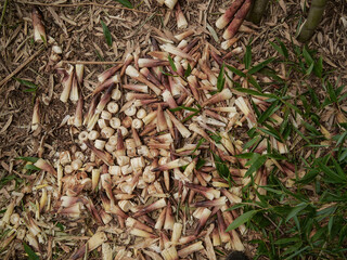 Fresh Tianmu Mountain Bamboo Shoots on Forest Floor with Natural Vegetation