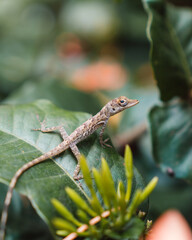 Close up of lizard on leaf