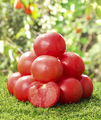 Fresh Garden Tomatoes Picked and Ready to Eat with Water Droplets on Grass