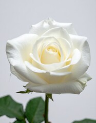 Single, pristine white rose, creamy center