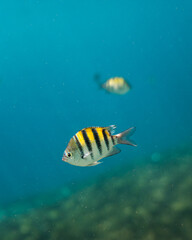 Yellow striped fish in the Caribbean Sea