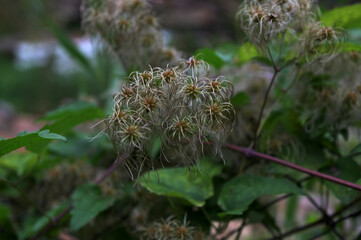 Detail of a wild Clematis plant (Clematis vitalba) on an autumn morning
