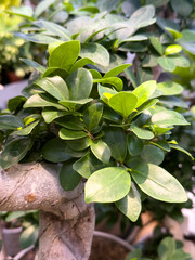 Close-up of Ficus microcarpa bonsai tree with green leaves and thick trunk in a pot, popular ornamental indoor plant used for decoration and gardening.