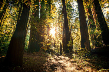 Glow in the Redwoods, Avenue of the Giants, Redwood National and State Parks
