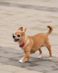 A Chihuahua in motion. The little red-haired puppy with a red collar runs along a paved sidewalk. His posture and facial expression convey energy and playfulness.