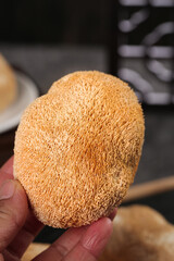 Monkey Head Mushroom Close-up - Edible Hericium Erinaceus Fungus with Spiny Texture Held in Hand © ChauKhanh
