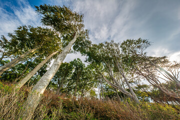 Der geheimnisvolle Gespensterwald bei Rostock Nienhagen an der Ostseek&uuml;ste
