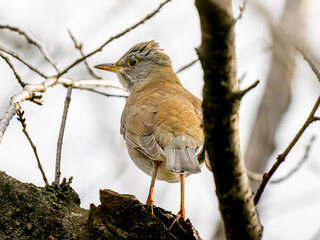 枝にとまるシロハラ