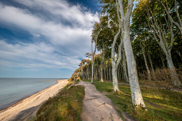 Der geheimnisvolle Gespensterwald bei Rostock Nienhagen an der Ostseek&uuml;ste