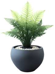 Obraz premium Blue Star Fern (Phlebodium aureum) Silvery-green fronds with a soft texture in a minimalist black pot, a rustic terracotta planter,