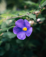 Exotic purple flower with yellow centre