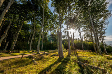 Der geheimnisvolle Gespensterwald bei Rostock Nienhagen an der Ostseek&uuml;ste