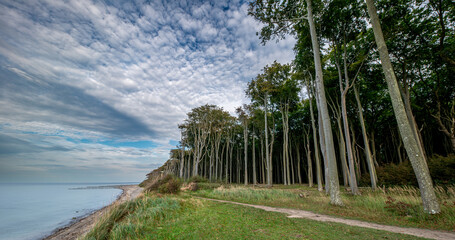 Der geheimnisvolle Gespensterwald bei Rostock Nienhagen an der Ostseek&uuml;ste