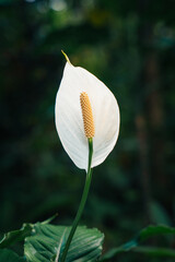 White Anthurium flower in tropical Botanical Garden © Kacper