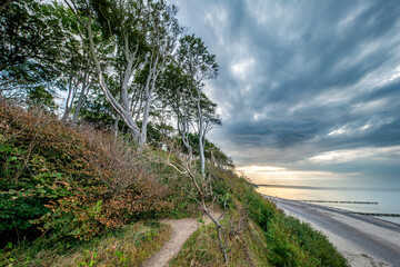 Der geheimnisvolle Gespensterwald bei Rostock Nienhagen an der Ostseek&uuml;ste
