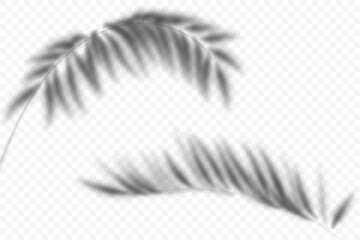 Palm leaves overlay on transparent background. Summer shade of plants. Vector tropical branch silhouette. Realistic blurred foliage illustration. Exotic botanical sunlight reflection.