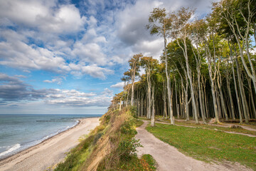 Der geheimnisvolle Gespensterwald bei Rostock Nienhagen an der Ostseek&uuml;ste